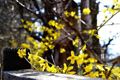 Close-up of yellow flowering plant