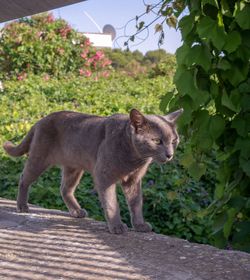 Side view of cat standing against plants