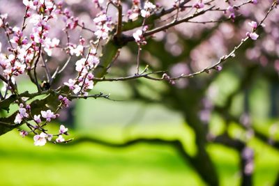 Close-up of cherry blossoms in spring