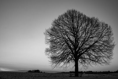 Silhouette bare tree on field against clear sky