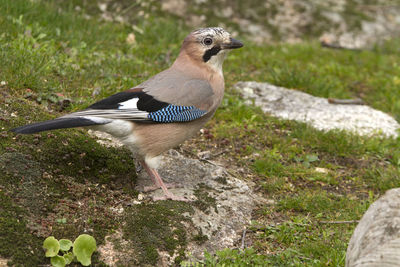 Bird perching on rock