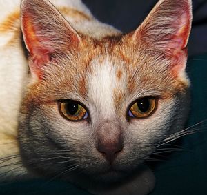 Close-up of cat