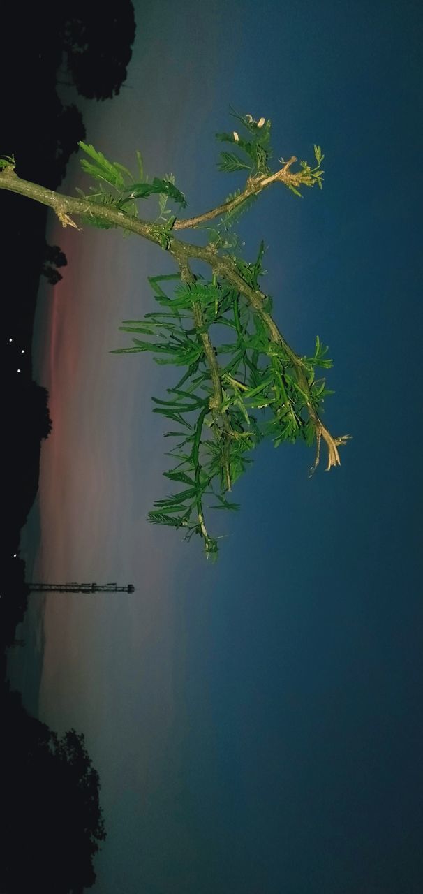 REFLECTION OF TREE IN LAKE