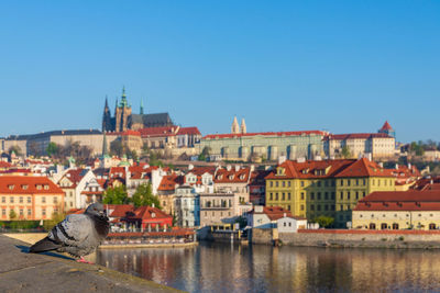 Bird stand on charles bridge over vltava river and background of prague castle on the hill.