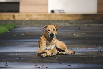 Portrait of dog sitting outdoors