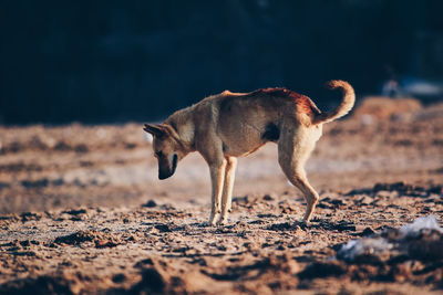 Side view of dog on field