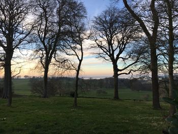 Trees on field against sky