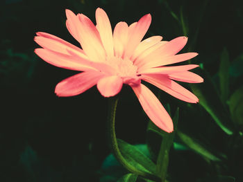 Close-up of pink flower