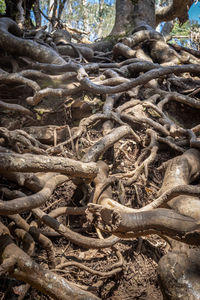 High angle view of tree roots