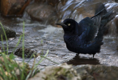 Close-up of bird perching on rock