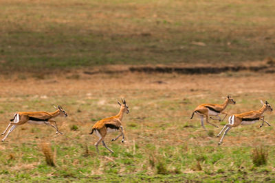 Side view of horses running