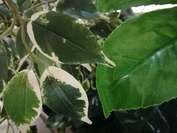 Close-up of wet leaves