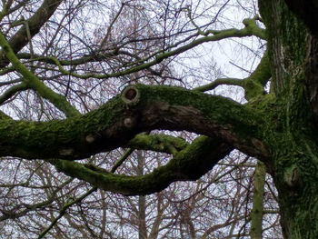 Low angle view of a tree