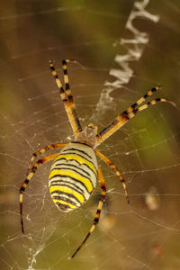 Close-up of spider and web