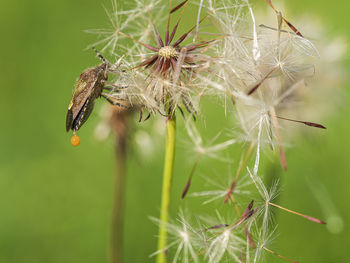 Close-up of caterpillar on plant