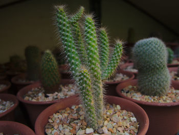 Close-up of succulent plant