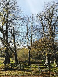 Trees on field against sky