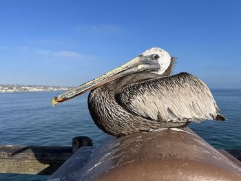 Close-up of pelican on sea against sky