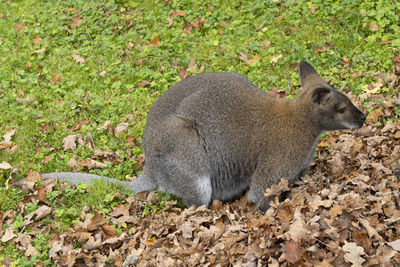 Side view of a rabbit on land
