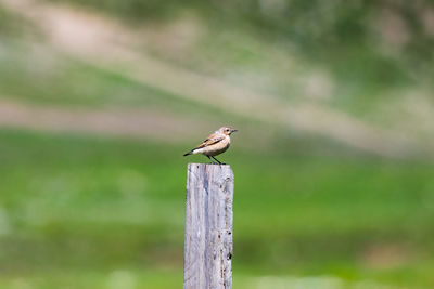 Bird perching on wooden post