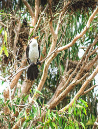 Close-up of bird perching on tree