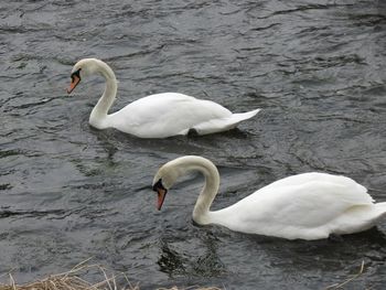 Swans swimming on lake