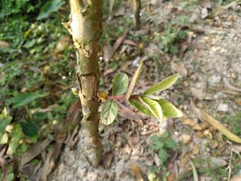 Close-up of plant