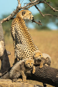 Two cubs lie behind cheetah on branch