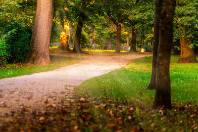 Trees in park