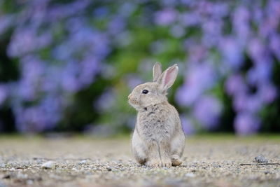 Close-up of rabbit on land