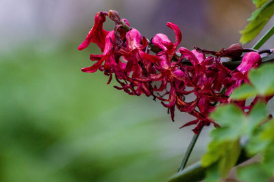 Close-up of red flowering plant