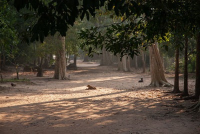 Dog walking on road