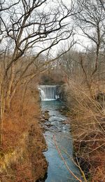 Bare trees in water