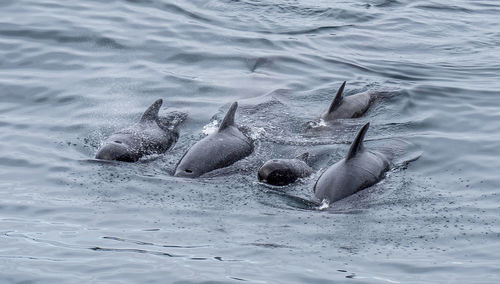 High angle view of birds swimming in sea