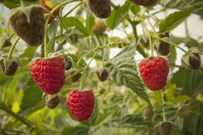 Close-up of strawberries hanging on tree