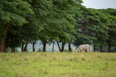 Horses grazing in a field