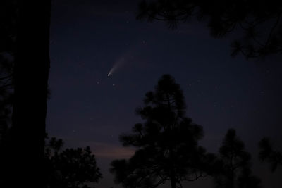 Low angle view of silhouette trees against sky at night