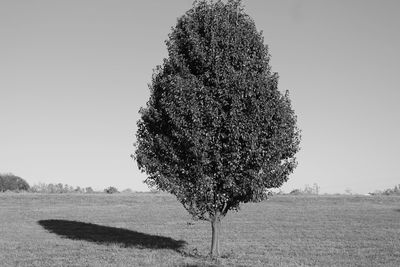 Low angle view of tree against clear sky