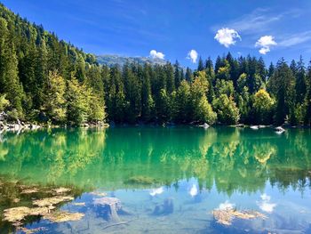 Scenic view of lake by trees against blue sky