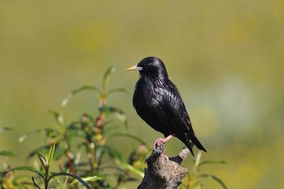 Close-up of bird perching on a plant