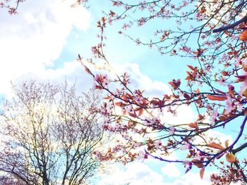 Low angle view of trees against sky