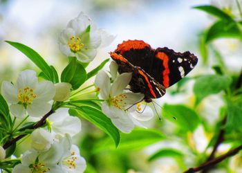 Close-up of butterfly pollinating on flower