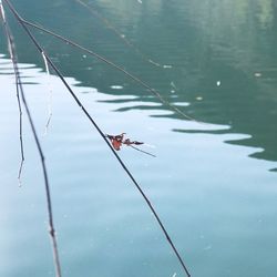 Close-up of bird perching on lake