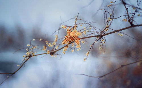 Close-up of flower tree against sky