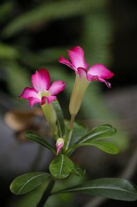 Close-up of pink flowering plant