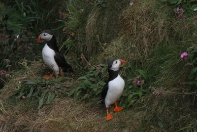 Puffin birds beside the cliffs