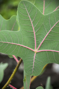 Close-up of green leaves