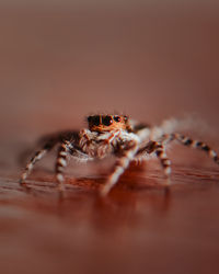 Close-up of spider on wood