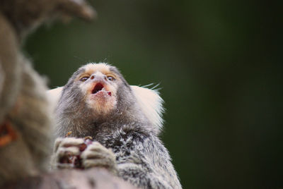 Close-up of monkey having food