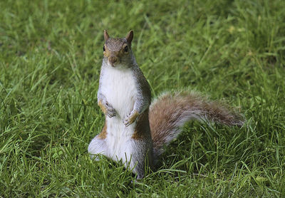 View of a cat on field